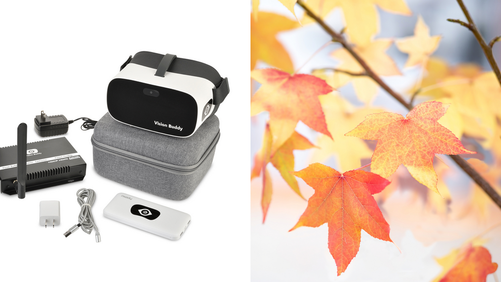 Enjoy Autumn with Better Sight. Vision Buddy is Here to Help!